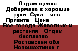 Отдам щенка Добермана в хорошие руки. Сука 5 мес. Привита › Цена ­ 5 000 - Все города Животные и растения » Отдам бесплатно   . Ростовская обл.,Новошахтинск г.